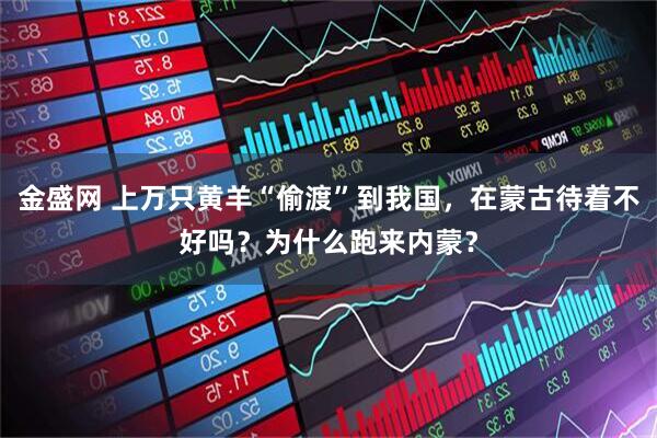 金盛网 上万只黄羊“偷渡”到我国，在蒙古待着不好吗？为什么跑来内蒙？